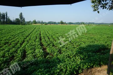 新乡延津县400亩沙地经营权出租XX1727