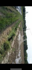 杭州建德市90亩水田经营权出租