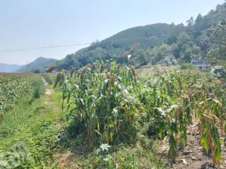 宜宾高县200亩水浇地经营权出租可大棚养殖种植d039