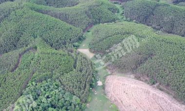 崇左扶绥县60亩水田经营权出租