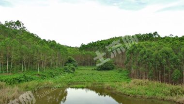 崇左扶绥县80亩水田经营权出租