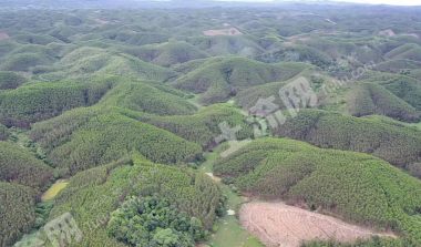 崇左扶绥县60亩水田经营权出租