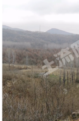 驻马店2000亩万棵板栗树林经营权出租