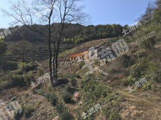 杭州  富阳区 80亩 果园 经营权转包