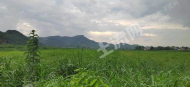 崇左江州区400亩旱改水经营权出租