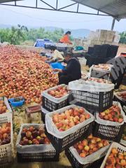 随州随县100亩果园经营权转包