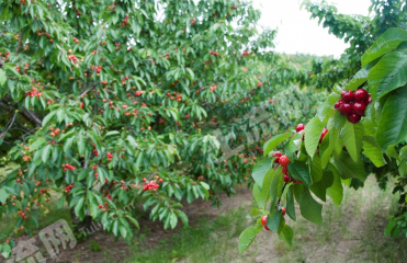 潍坊寒亭区5.3亩果园经营权出租