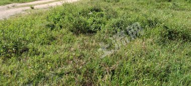 廣東陽江 10.07畝 農村宅基地 使用權轉讓