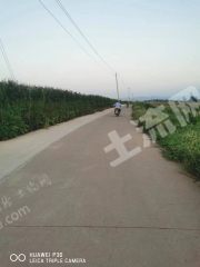 洛阳伊川县8000亩水浇地经营权出租