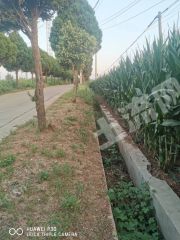 洛阳汝阳县10000亩水浇地经营权出租