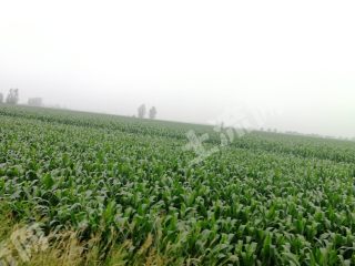 山东潍坊 26亩 水浇地 经营权出租