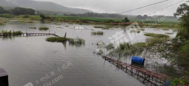 崇左扶绥县40亩水库水面经营权出租