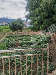 惠东九龙峰5亩果园带新房使用权出租