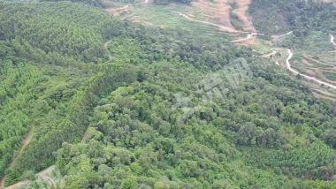 崇左大新县300亩乔木林地经营权出租