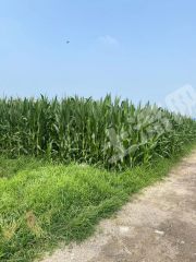 淄博桓台县80亩水浇地经营权合作