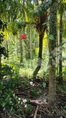 海南萬(wàn)寧市2畝農(nóng)村宅基地使用權(quán)出租