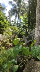 海南萬(wàn)寧市2畝農(nóng)村宅基地使用權(quán)出租