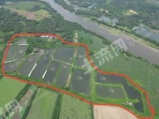 阳江阳东区310亩坑塘水面经营权转让