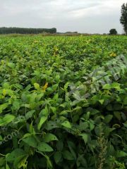 大庆林甸县2612亩旱地经营权出租