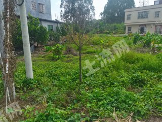 惠城区村道边100平地皮使用权转让