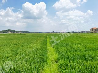 衡阳衡山县1500亩水田经营权出租