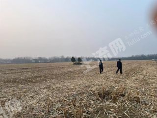 开封兰考县860亩水浇地经营权出租XX1785