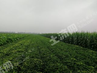 潍坊临朐县 1.7亩 水浇地 经营权出租