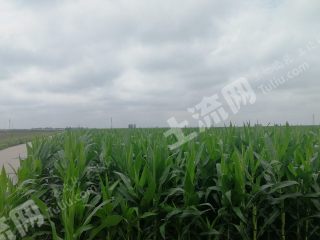 山东潍坊 1.55亩 水浇地 经营权出租