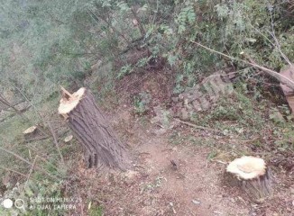 潍坊临朐县120亩乔木林地经营权出租