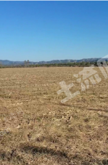 洛阳宜阳县130亩水浇地经营权出租