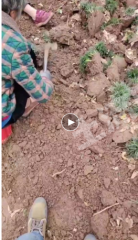 开封尉氏县50亩水浇地经营权出租