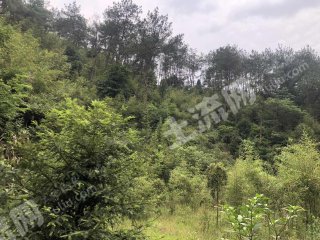 杭州萧山区25亩园地-果园经营权出租