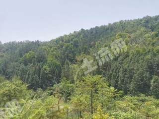 江西赣州 260亩 灌木林地 经营权转让