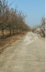 郑州新郑80亩复耕地经营权出租