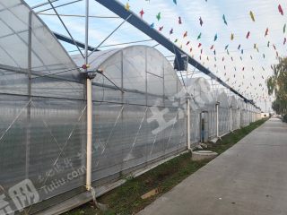 杭州钱塘区15亩联动大蓬经营权出租