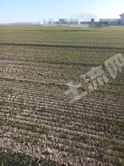 新乡长垣市700亩水浇地经营权出租XX1795