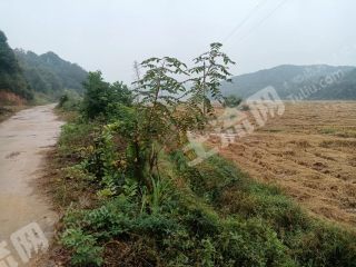 抚州临川区240亩水田经营权出租