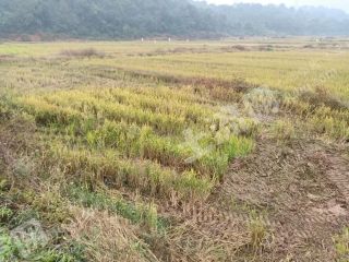 江西抚州110亩水田经营权出租