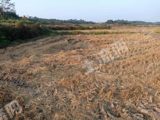 抚州临川区1300亩水田经营权出租