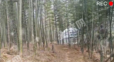 杭州萧山区40亩竹林地经营权出租