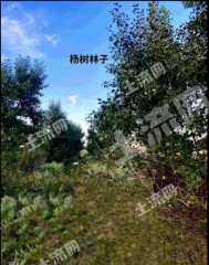 通辽扎鲁特旗 690亩 乔木林地 经营权转让