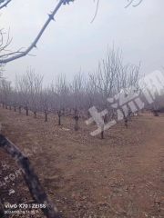 长治黎城县20亩水浇地（一般耕地）经营权出租