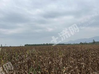 海南东方市140亩旱地经营权出租