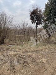 郑州  新郑市 1000亩 草坪地经营权出租