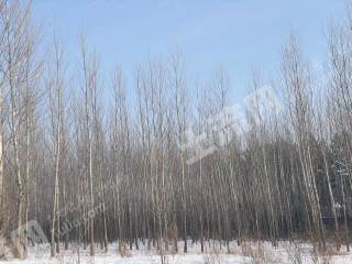 佳木斯汤原县360亩灌木林地经营权转包