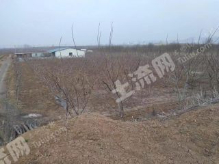 新乡辉县市30亩果园经营权转让XX1810