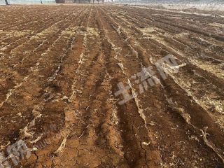 长治长子县50亩水浇地经营权出租