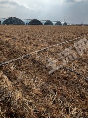 长治长子县200亩水浇地经营权出租