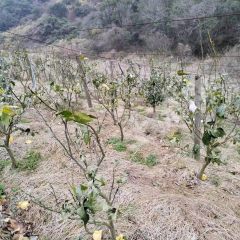 宁波象山县60亩旱地经营权出租