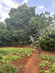 海口琼山区云龙镇300平方米农村宅基地及地上100平方米的平方使用权合作